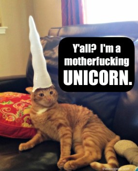 cat-unicorn-211